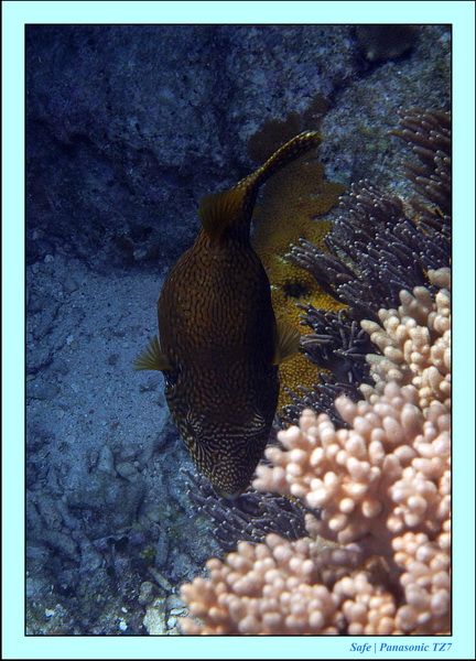 2012 - 07 - Apoh Island 94